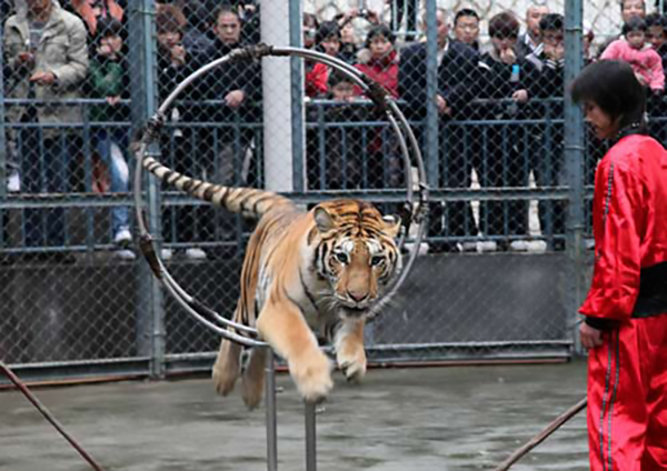 旅游景区售票系统、景区通道闸检票系统与景区网上订票系统：智慧旅游的三大支柱